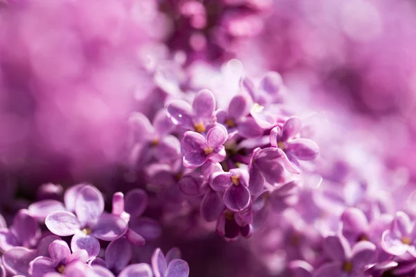 Красивые сиреневые цветы в природе — стоковое фото