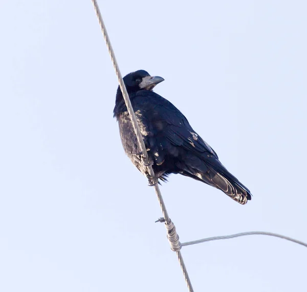 自然界の電線にカラスが — ストック写真