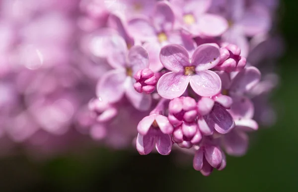自然の中で美しいライラック色の花 — ストック写真