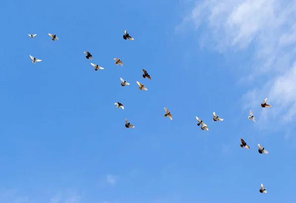 Taubenschwarm am blauen Himmel — Stockfoto