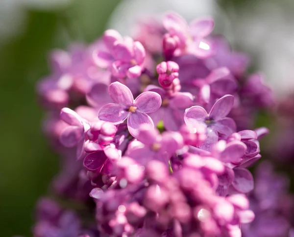 Schöne fliederfarbene Blüten in der Natur — Stockfoto