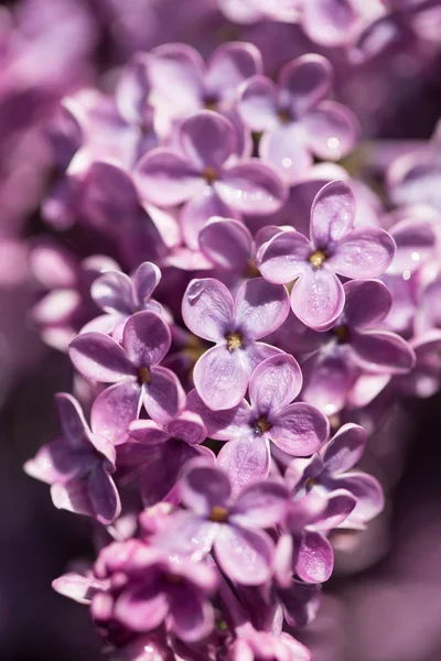 Belas flores lilás na natureza — Fotografia de Stock