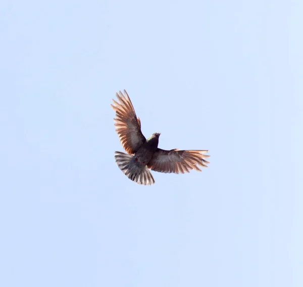Uma pomba em um céu azul — Fotografia de Stock