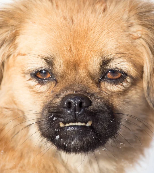 Doğadaki bir köpeğin portresi. — Stok fotoğraf