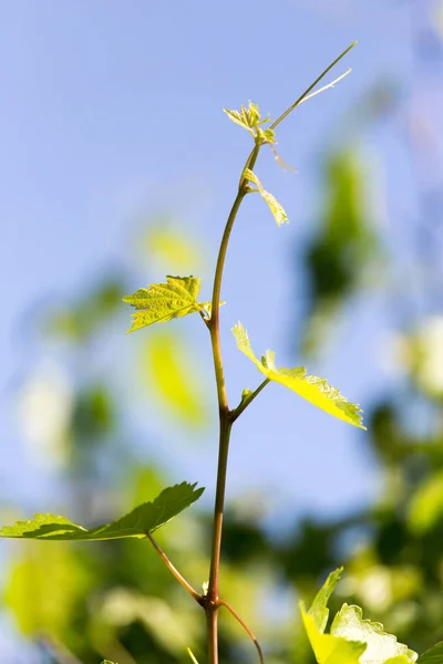 De jonge bladeren van de druif op een achtergrond van blauwe lucht — Stockfoto