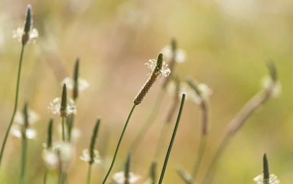 Blütenstiel auf Gras — Stockfoto