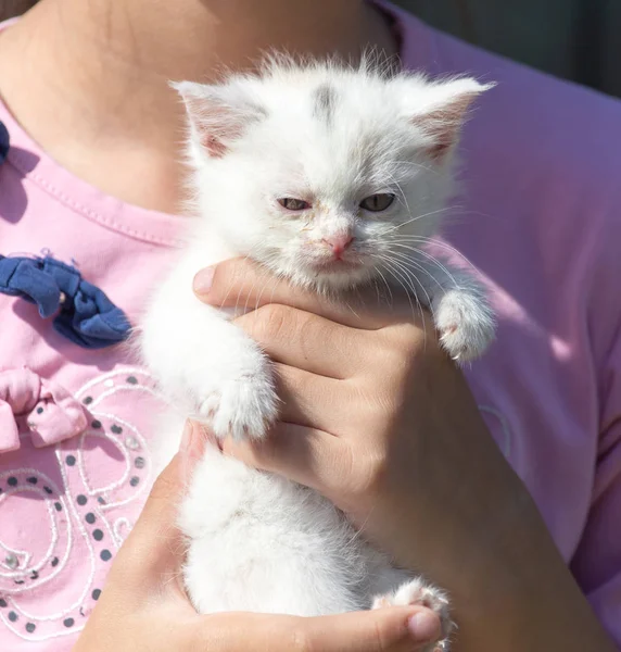 Mały biały kociak w ramionach — Zdjęcie stockowe