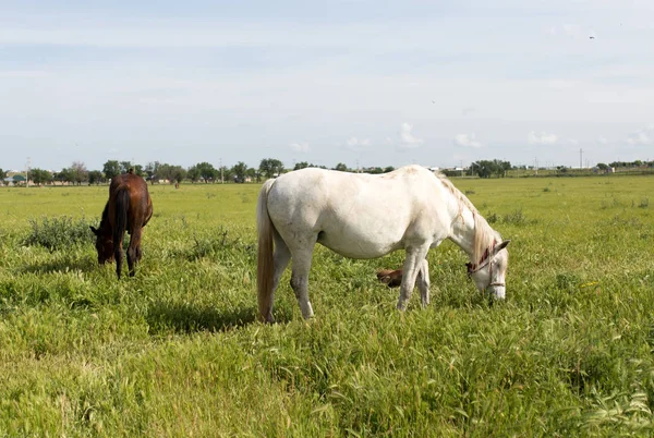 自然界の牧草地にいる馬は — ストック写真