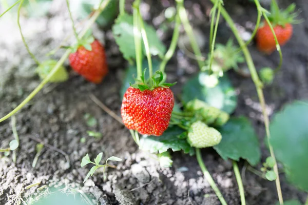 Red strawberries in the garden — Stock Photo, Image