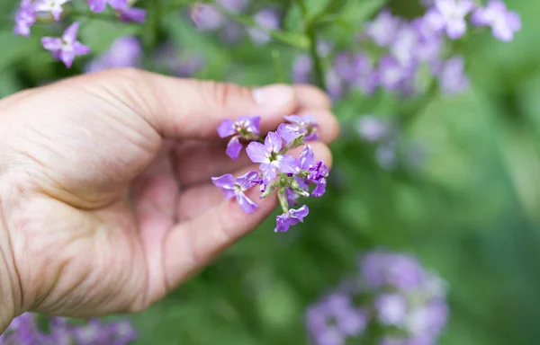 Blue flower in hand on nature — Stock Photo, Image