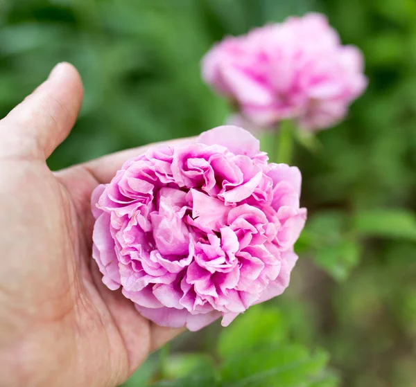 Roze roos in de hand op de natuur — Stockfoto