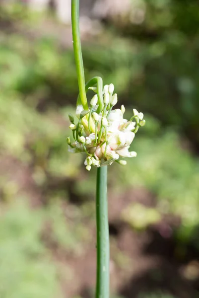 Onion flowers in the garden — Stock Photo, Image