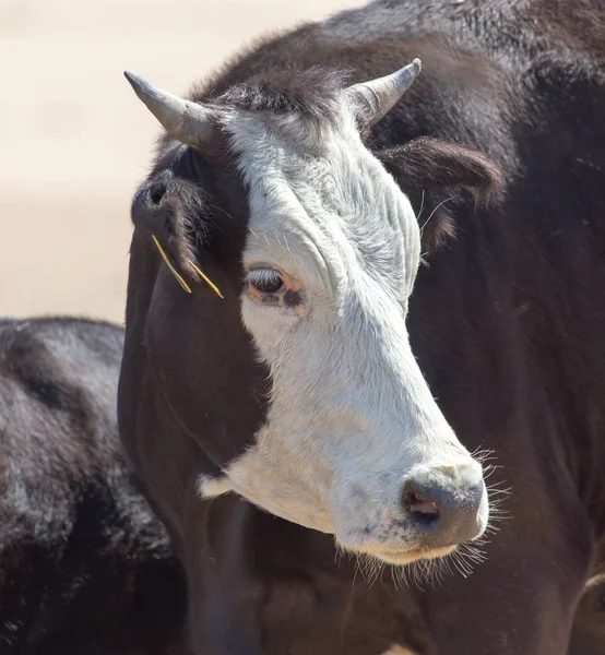 Vaca no deserto — Fotografia de Stock