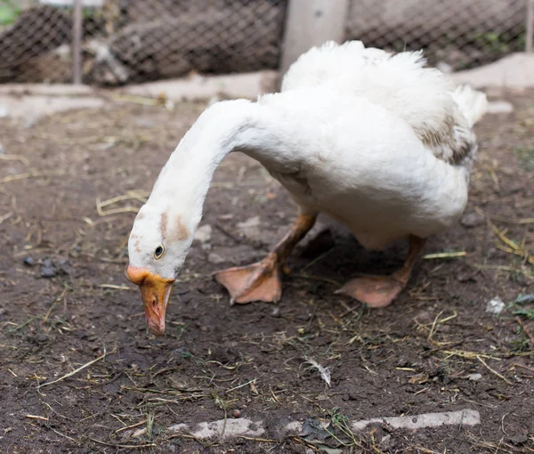 Portrait of a goose on a farm — Stock Photo, Image