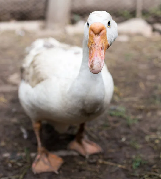 Retrato de un ganso en una granja —  Fotos de Stock