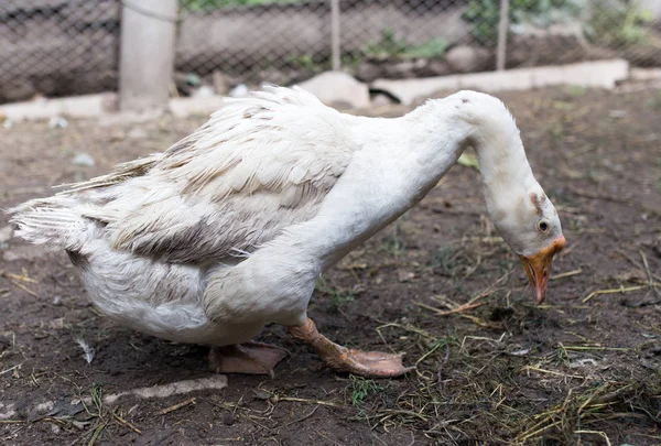 Portrait of a goose on a farm — Stock Photo, Image