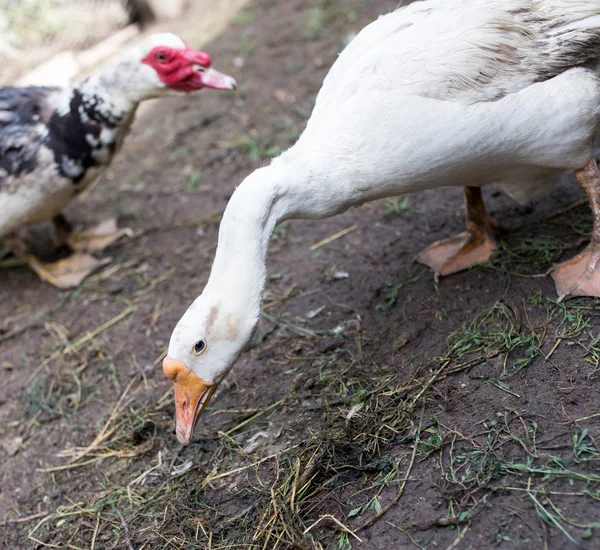 Porträt einer Gans auf einem Bauernhof — Stockfoto