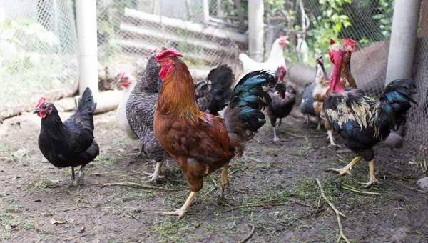 Domestizierte Henne auf einem Bauernhof in der Natur — Stockfoto