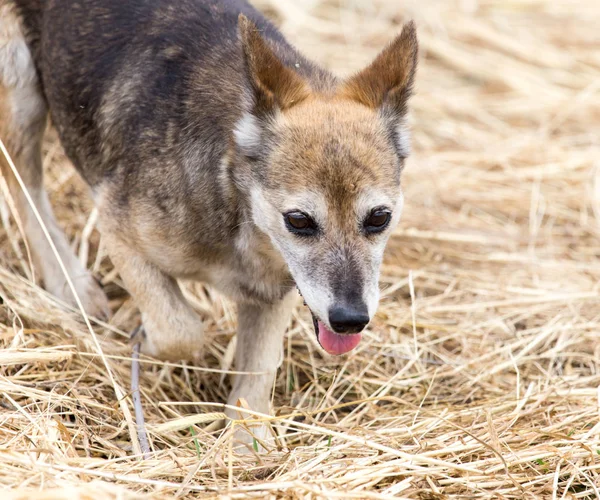 Vacker hund på naturen — Stockfoto