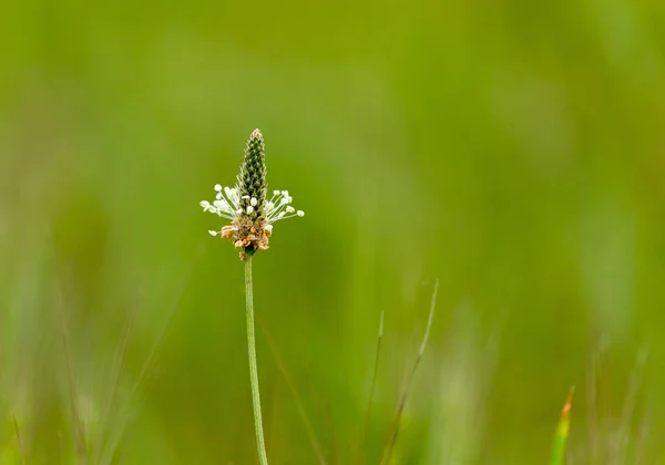 Tige de fleur sur herbe — Photo