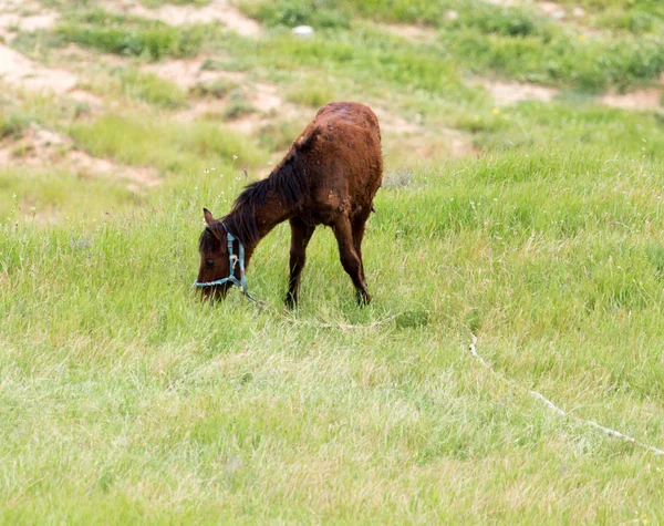 En häst på en betesmark i naturen — Stockfoto