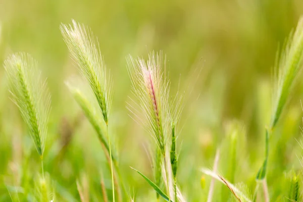 Grüne Ähren für die Natur — Stockfoto