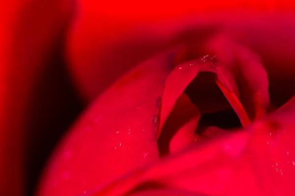 Bela rosa vermelha como um fundo. macro — Fotografia de Stock