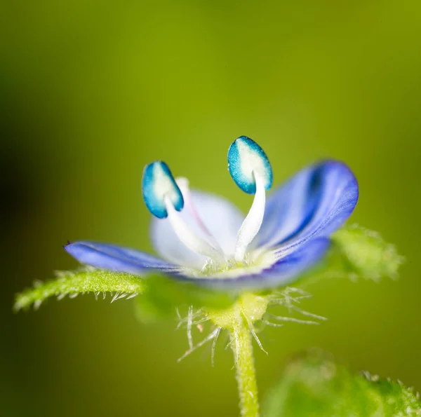 小蓝花。超级宏 — 图库照片