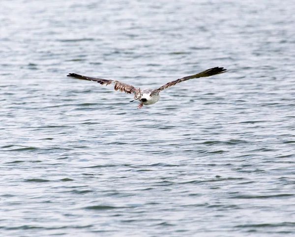 Seagull in flight over the water of the lake — Stock Photo, Image