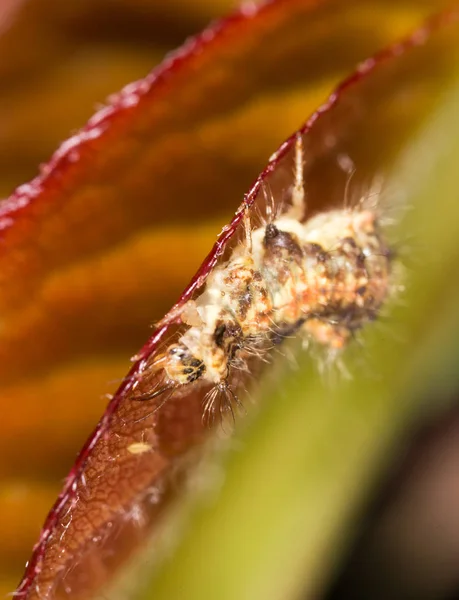 Housenka na červeném listě v přírodě. makro — Stock fotografie