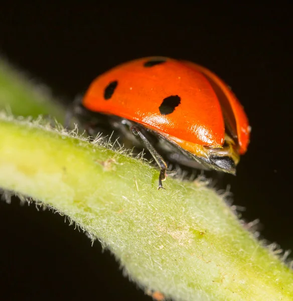 自然界中植物上的瓢虫 — 图库照片