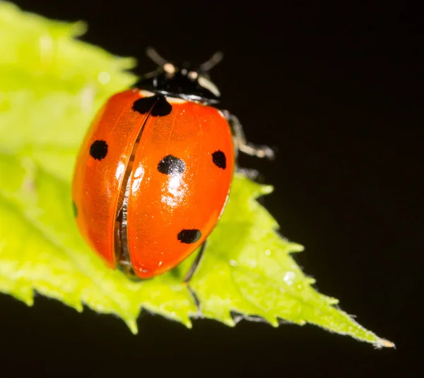 Coccinelle sur une plante dans la nature — Photo