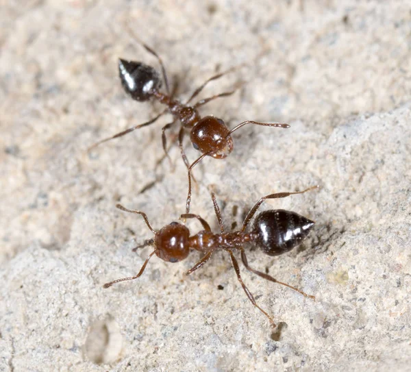 Hormiguita en la naturaleza. macro — Foto de Stock