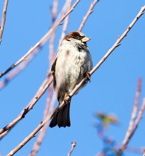 Sparrow on a tree against the blue sky — Stock Photo, Image