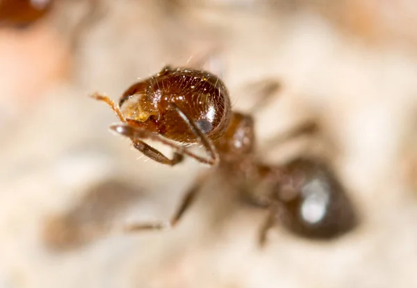 小蚂蚁在性质。超级宏 — 图库照片