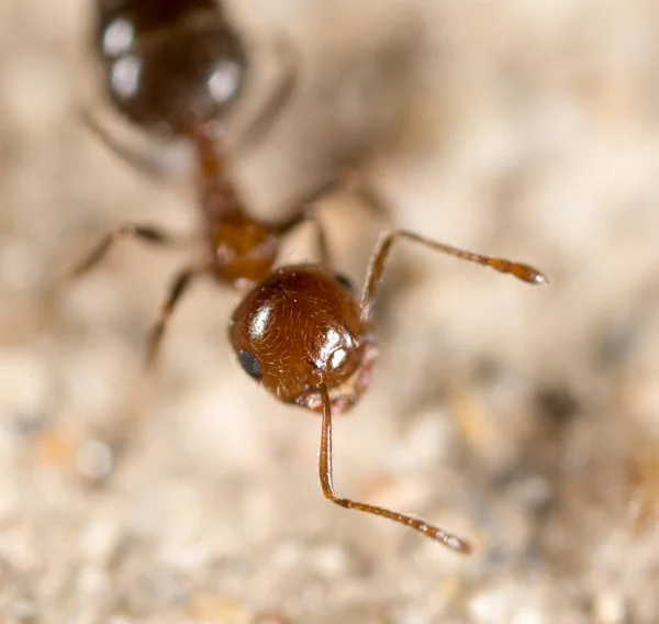 Kleine mier in de natuur. Super macro — Stockfoto