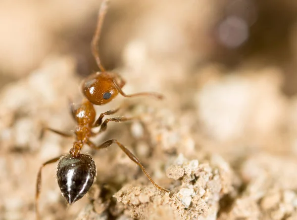 Petite fourmi dans la nature. super macro — Photo