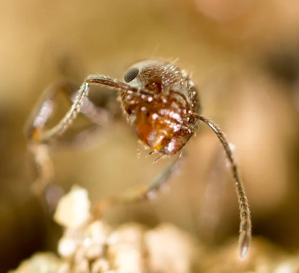Petite fourmi dans la nature. super macro — Photo