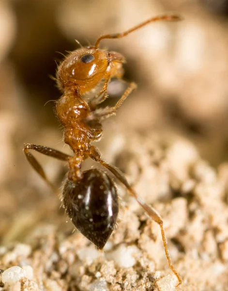 Doğada küçük karınca. Super makro — Stok fotoğraf
