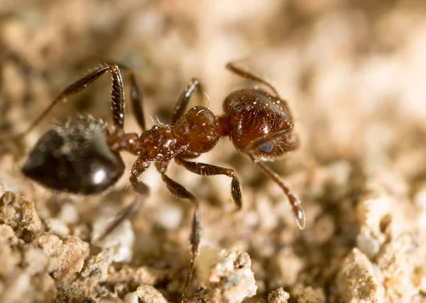 Little ant in nature. super macro — Stock Photo, Image