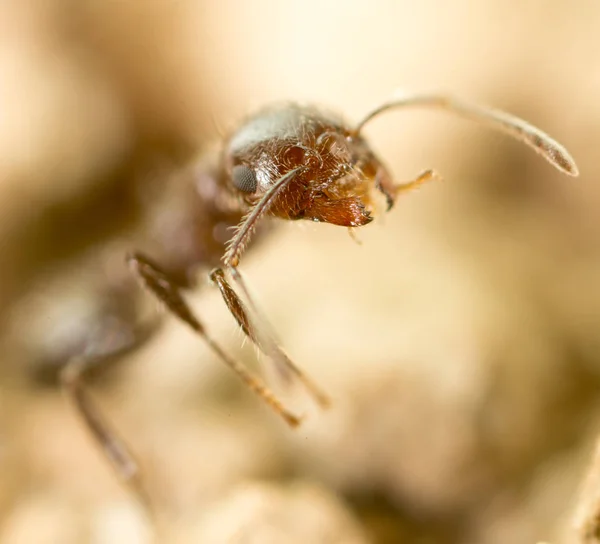 Kleine Ameise in der Natur. Supermakro — Stockfoto