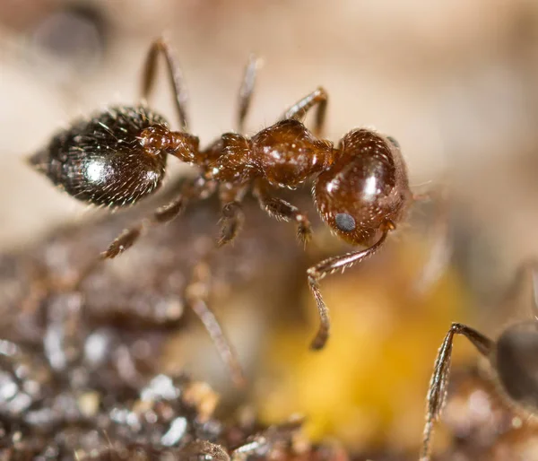 Little ant in nature. macro — Stock Photo, Image