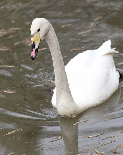 Cisne branco flutuando no lago — Fotografia de Stock