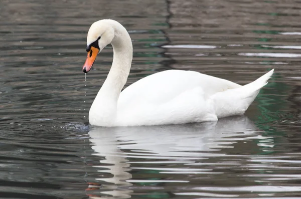 Cisne branco flutuando no lago — Fotografia de Stock