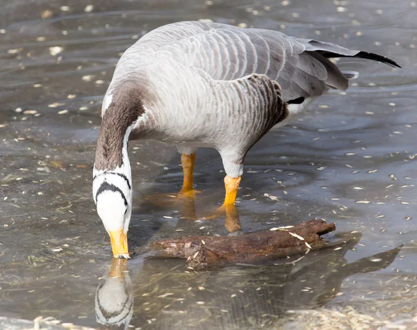 Pato no lago na natureza — Fotografia de Stock