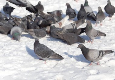 açık havada kar üzerinde güvercin sürüsü