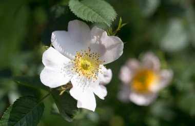Doğadaki ağaçta güzel beyaz bir çiçek