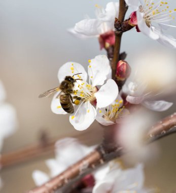 Doğadaki bir çiçeğin üzerindeki arı. makro