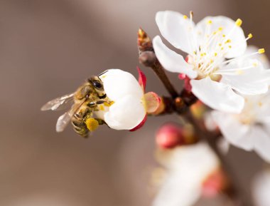 Doğadaki bir çiçeğin üzerindeki arı. makro