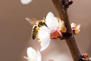 Doğadaki bir çiçeğin üzerindeki arı. makro